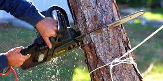 Best Residential Tree Removal  in Newaygo, MI