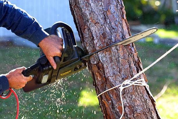 Best Emergency Tree Removal  in Newaygo, MI