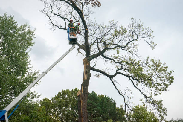 Best Arborist Consultation Services  in Newaygo, MI