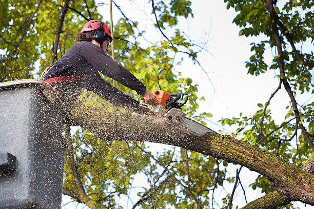 How Our Tree Care Process Works  in  Newaygo, MI