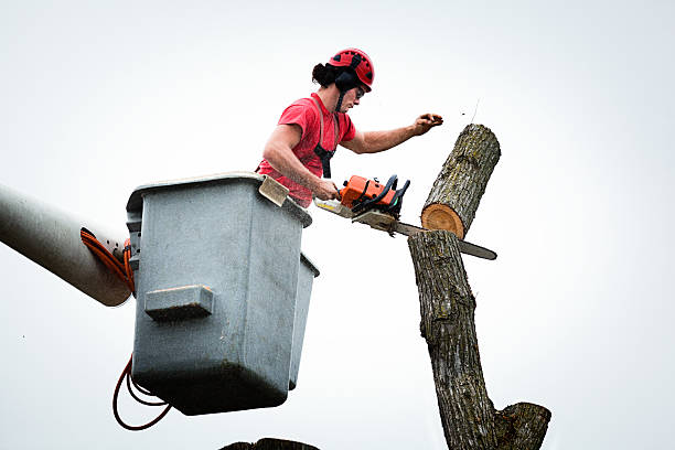 Best Storm Damage Tree Cleanup  in Newaygo, MI