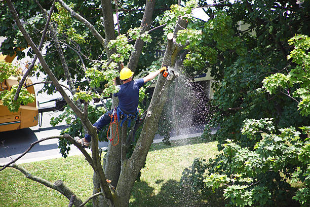 Best Tree and Shrub Care  in Newaygo, MI