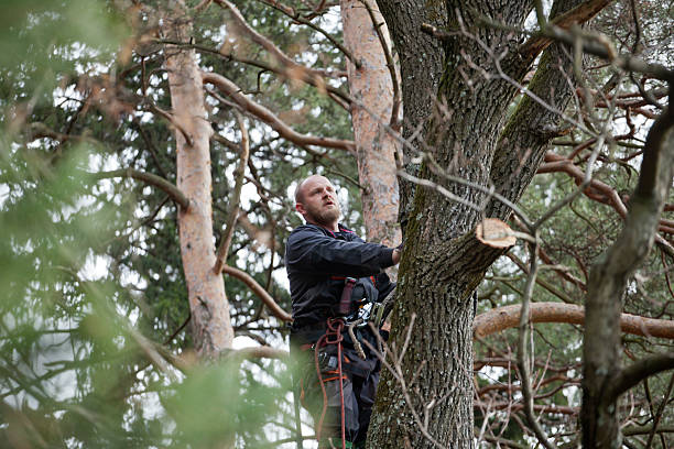 Best Residential Tree Removal  in Newaygo, MI